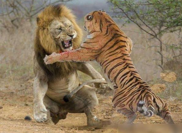 更大的老虎东北虎vs非洲狮